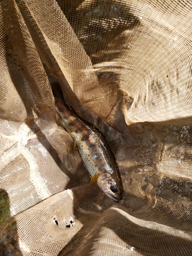 アマゴの釣果