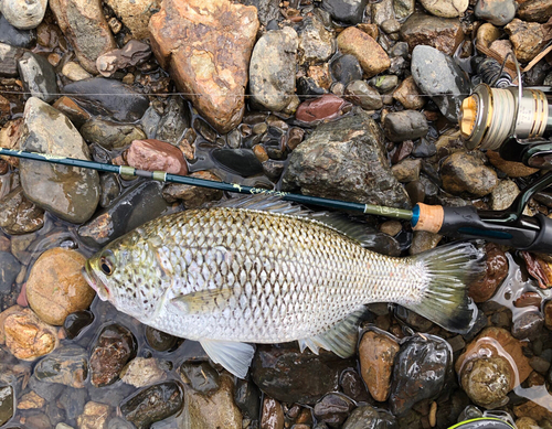 オオクチユゴイの釣果