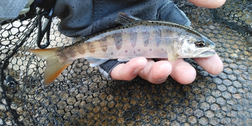 アマゴの釣果