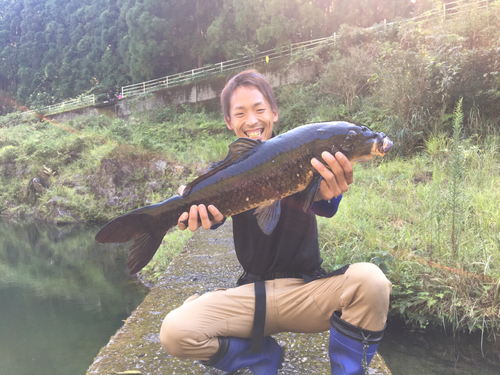 コイの釣果