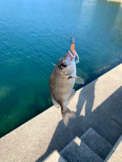 チャリコの釣果