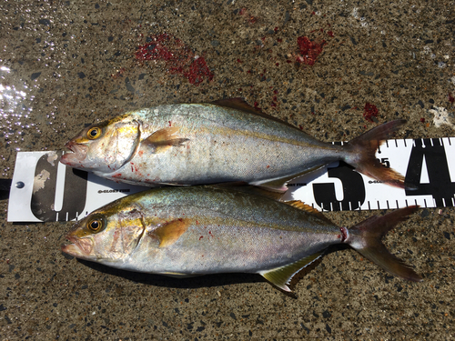 ショゴの釣果