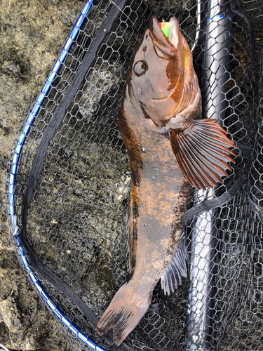 アイナメの釣果