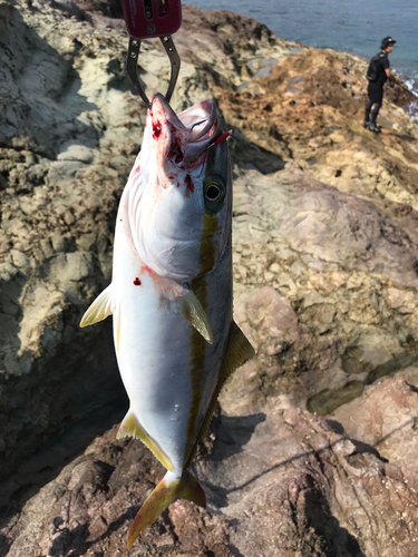 ヒラマサの釣果