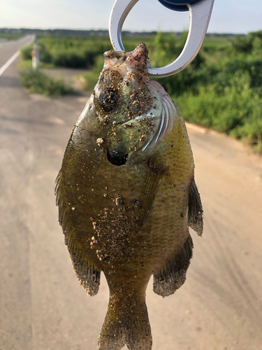 ブルーギルの釣果