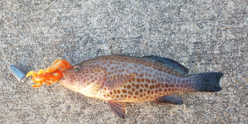 オオモンハタの釣果