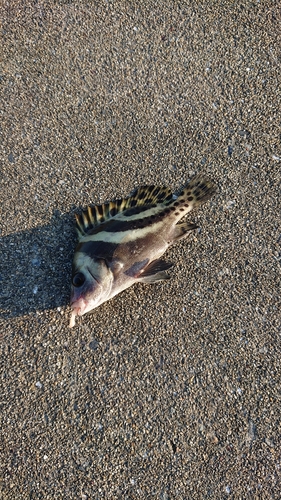 コショウダイの釣果