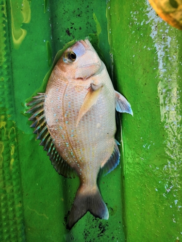 タイの釣果