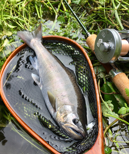 ヤマメの釣果