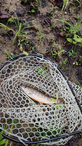 イワナの釣果