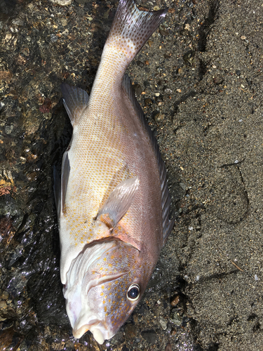 コロダイの釣果