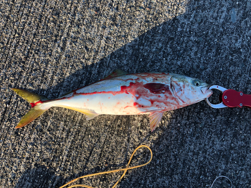 イナダの釣果