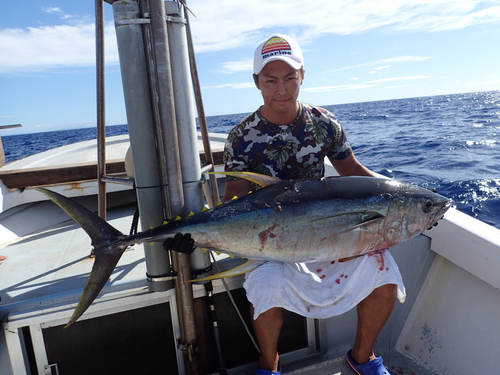 キハダマグロの釣果