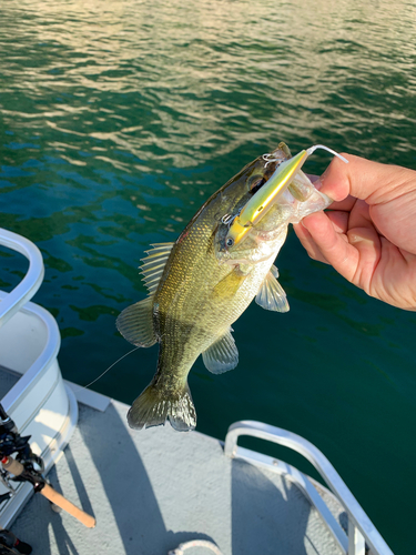 ブラックバスの釣果