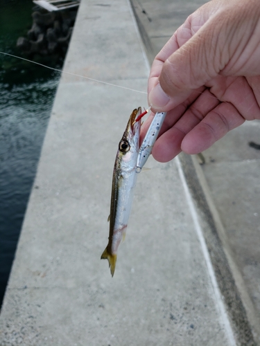 カマスの釣果