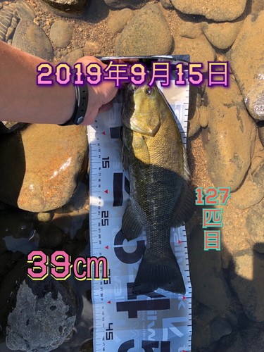 スモールマウスバスの釣果