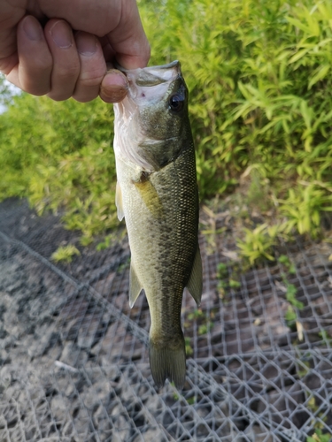 ラージマウスバスの釣果