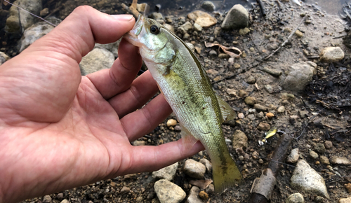 ラージマウスバスの釣果