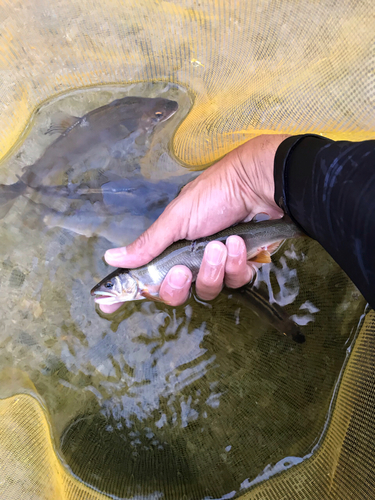 アユの釣果