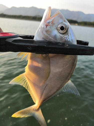 シマアジの釣果