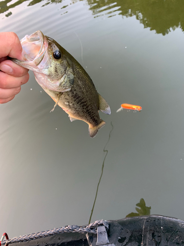 ブラックバスの釣果