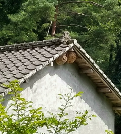 イワナの釣果