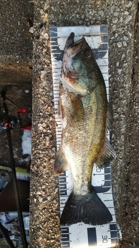 ブラックバスの釣果