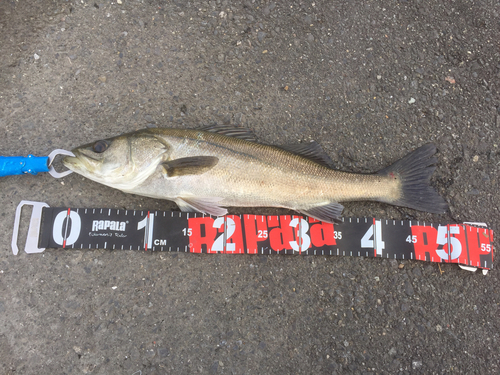 フッコ（マルスズキ）の釣果