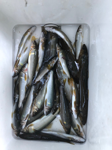 アユの釣果