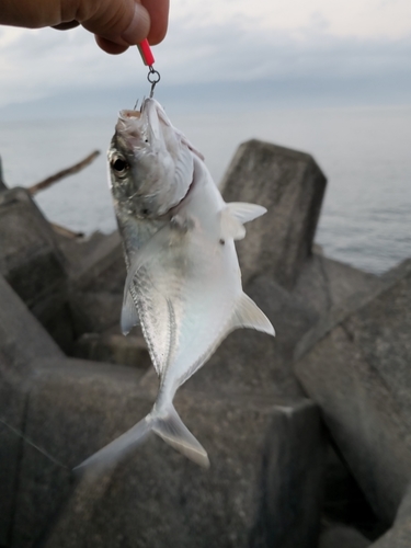 メッキの釣果