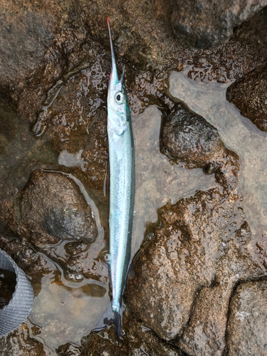 サヨリの釣果