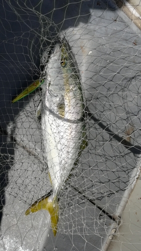 ツバスの釣果