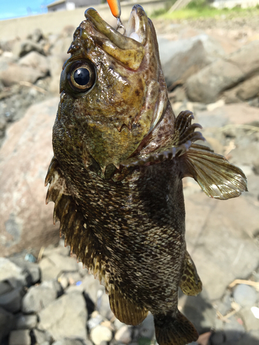 ムラソイの釣果