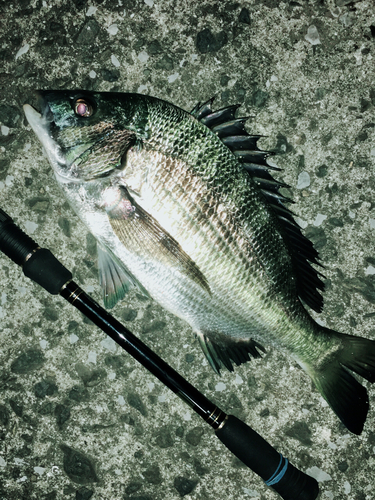 チヌの釣果