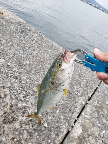 イナダの釣果