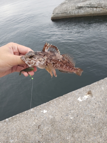 カジカの釣果