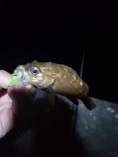 ガヤの釣果