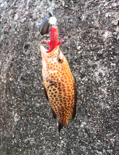 オオモンハタの釣果