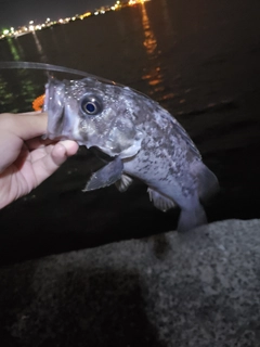 クロソイの釣果