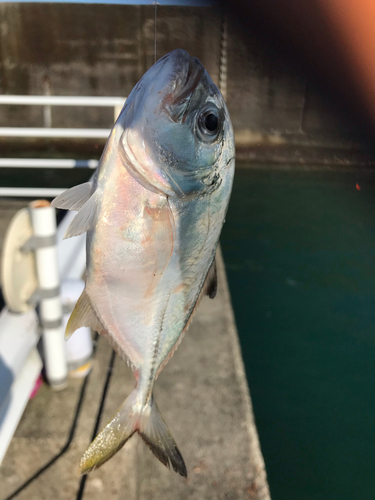 メッキの釣果