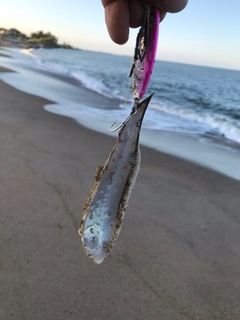 シタビラメの釣果