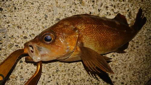 ガヤの釣果