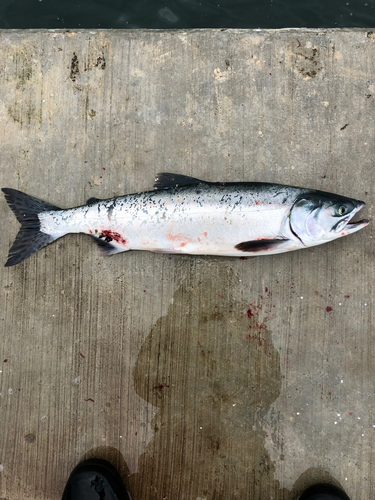 カラフトマスの釣果