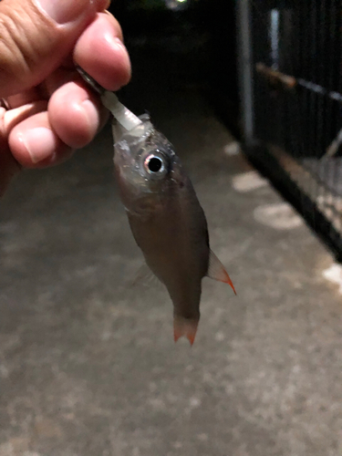 キンギョの釣果