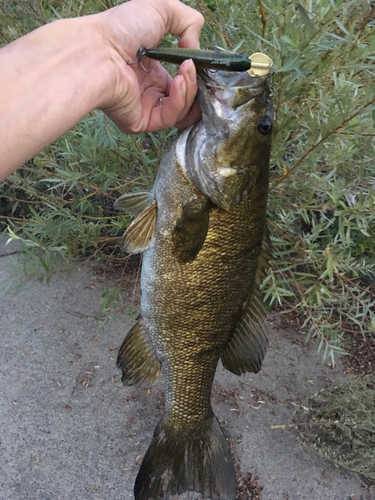 スモールマウスバスの釣果