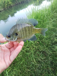 ブルーギルの釣果