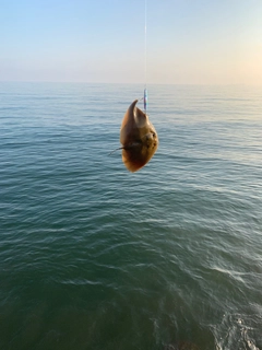 ツバクロエイの釣果