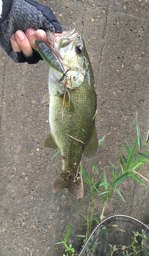 ブラックバスの釣果