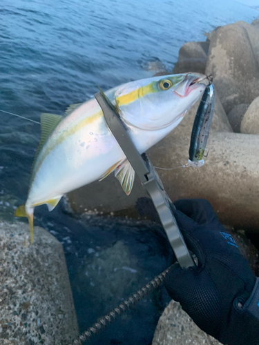 ツバスの釣果