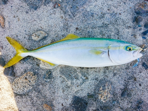 ヤズの釣果